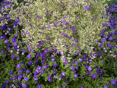 IMG00231-20100808-1631