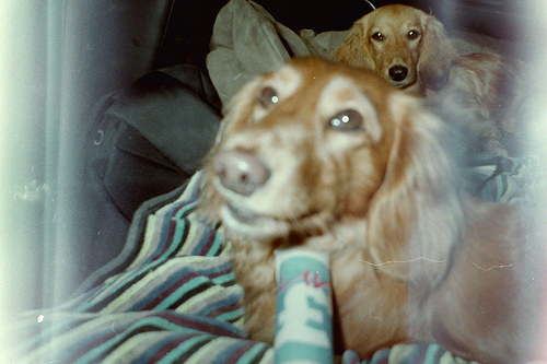 easterly car journey dogs